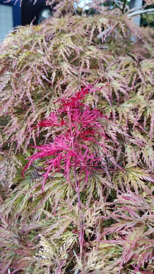 Garden photo 5