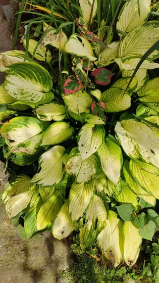 Garden photo 1