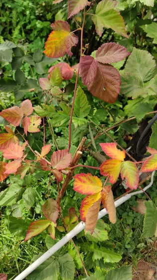 Garden photo 3