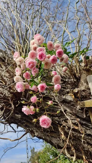 Garden photo 4